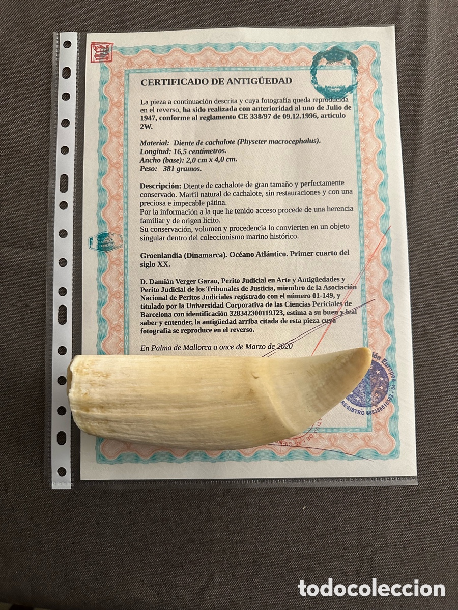 Antig&uuml;edades: Diente de cachalote antig&uuml;o documentado. - Foto 9