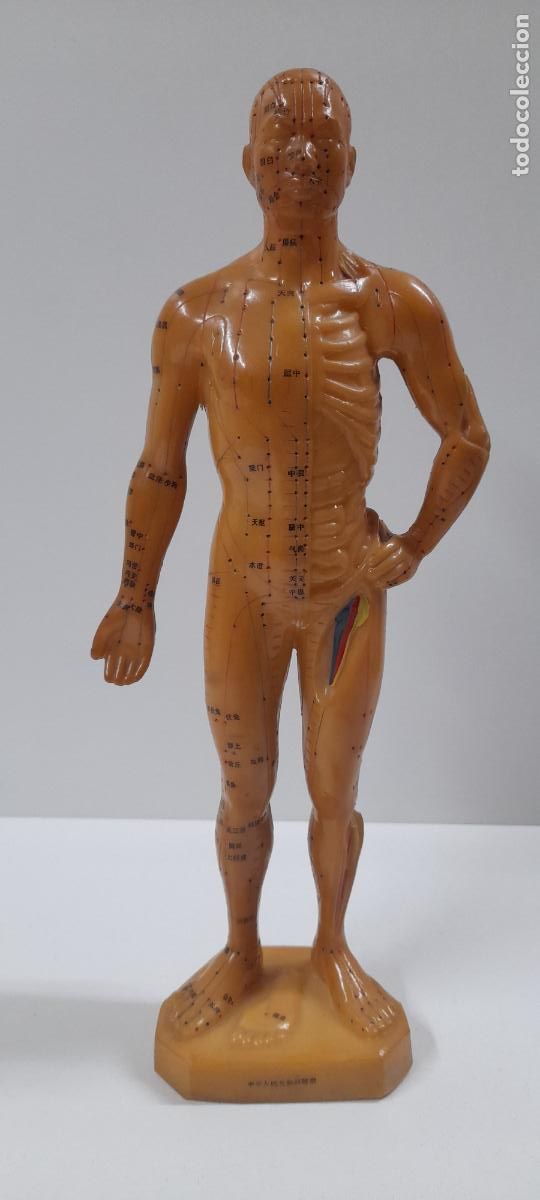 Antig&uuml;edades: ANTIGUO MODELO DE CUERPO HUMANO PARA ACUPUNTURA . REALIZADO GOMA . MEDIDA DE ALTURA 26,5 CM