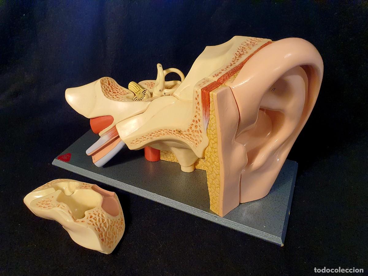 Antig&uuml;edades: Modelo anat&oacute;mico Somso del o&iacute;do, a&ntilde;os 60.