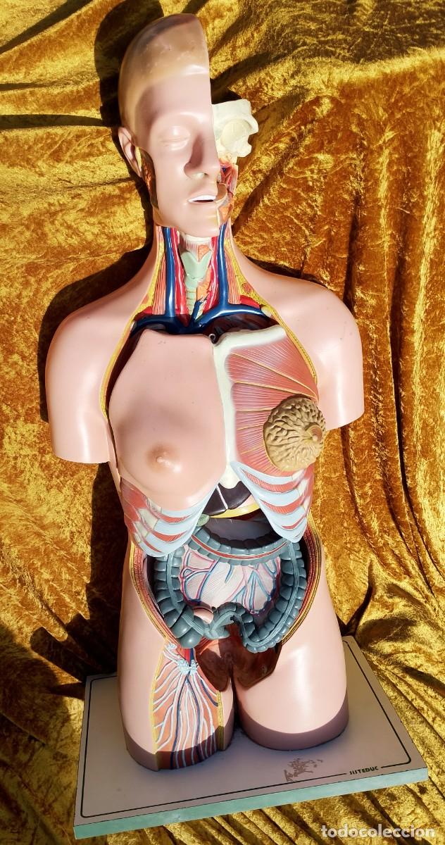 Antig&uuml;edades: Espectacular modelo anat&oacute;mico -de los a&ntilde;os 70 del pasado siglo- para docencia/estudio SISTEDUC por