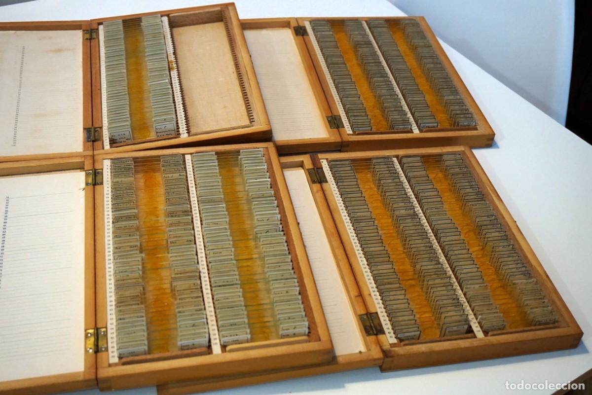 Antig&uuml;edades: MICROSCOPIO. COLECCI&Oacute;N DE 350 PREPARACIONES MICROSC&Oacute;PICAS DE INSECTOS. H.F. BARNES MICROSCOPE SLIDES