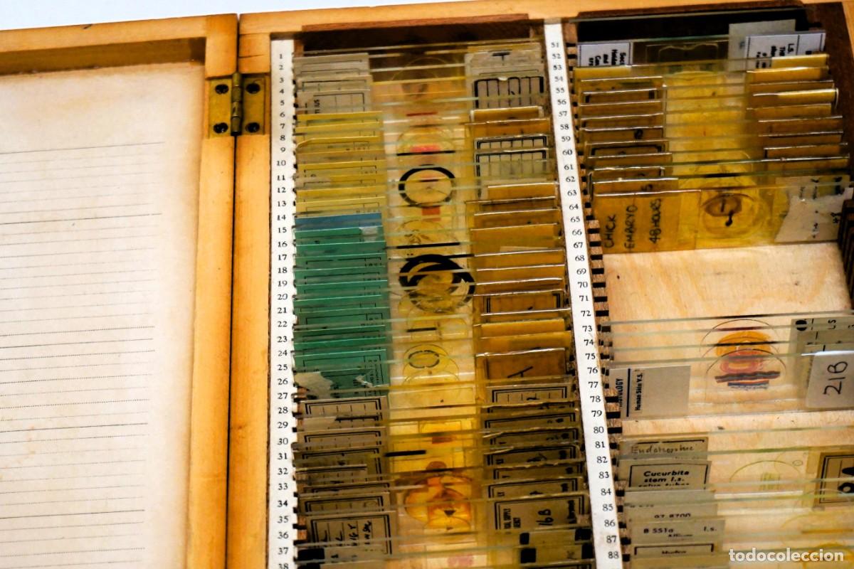 Antig&uuml;edades: MICROSCOPIO. COLECCI&Oacute;N DE 80 PREPARACIONES MICROSC&Oacute;PICAS VINTAGE PROFESIONALES. MICROSCOPE SLIDES