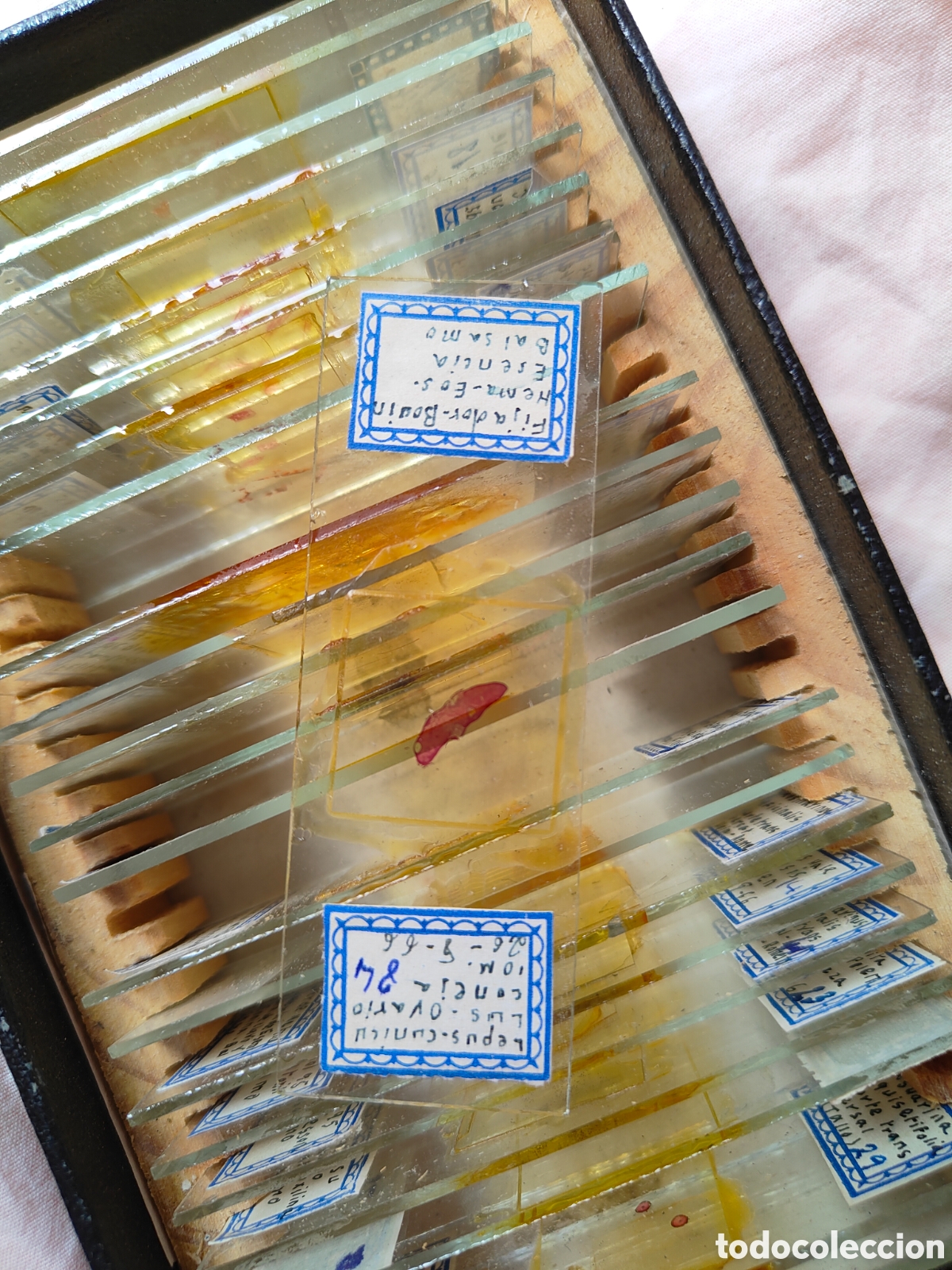 Antig&uuml;edades: Muestras microscopio a&ntilde;os 60 - Foto 1