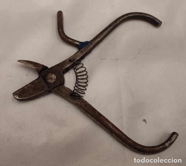 Antig&uuml;edades: ANTIGUAS TIJERAS O ALICATES DE COSECHAR CITRICOS ETC., AFILADOS, 14 CM