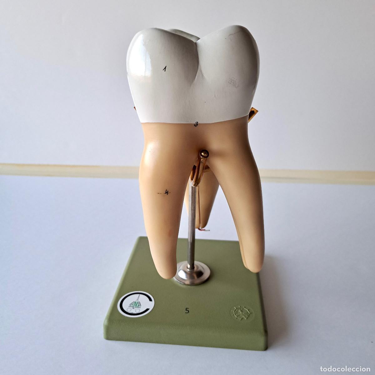 Antig&uuml;edades: modelo anat&oacute;mico SOMSO molar con peana verde de SOMSO-PLAST