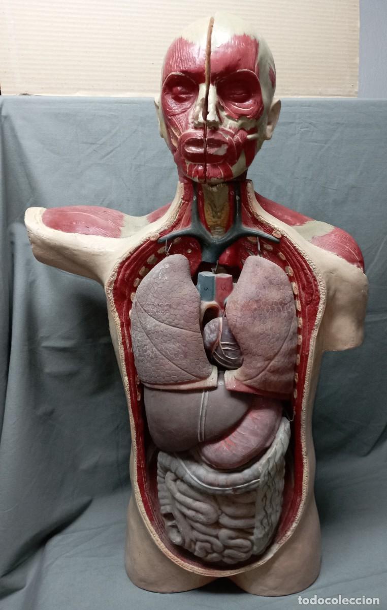 Antiques: Maniqu&iacute; anat&oacute;mico con &oacute;rganos desmontables.