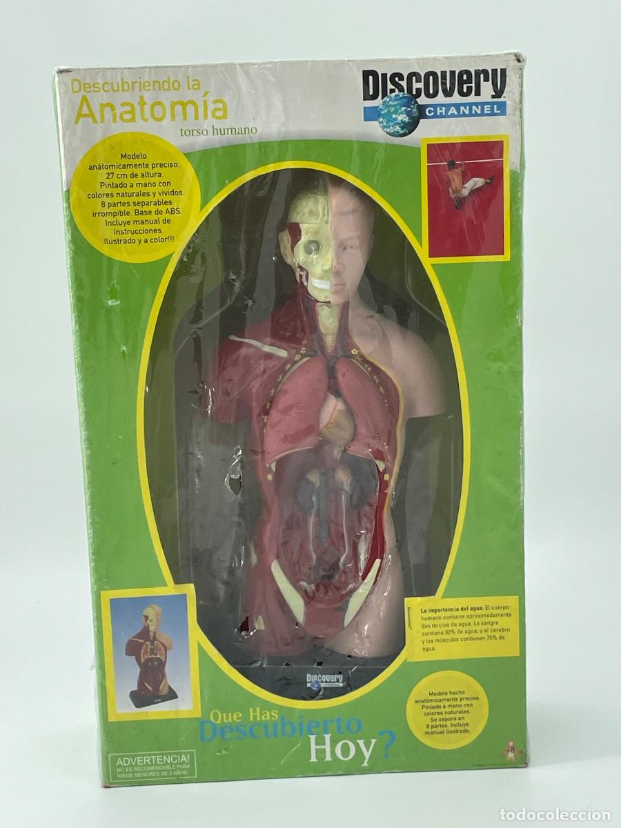 Antig&uuml;edades: Modelo anatomico.Torso humano. - Foto 1