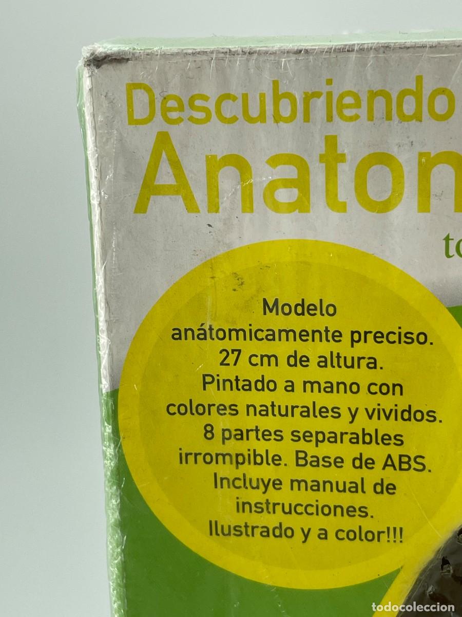 Antig&uuml;edades: Modelo anatomico.Torso humano. - Foto 3