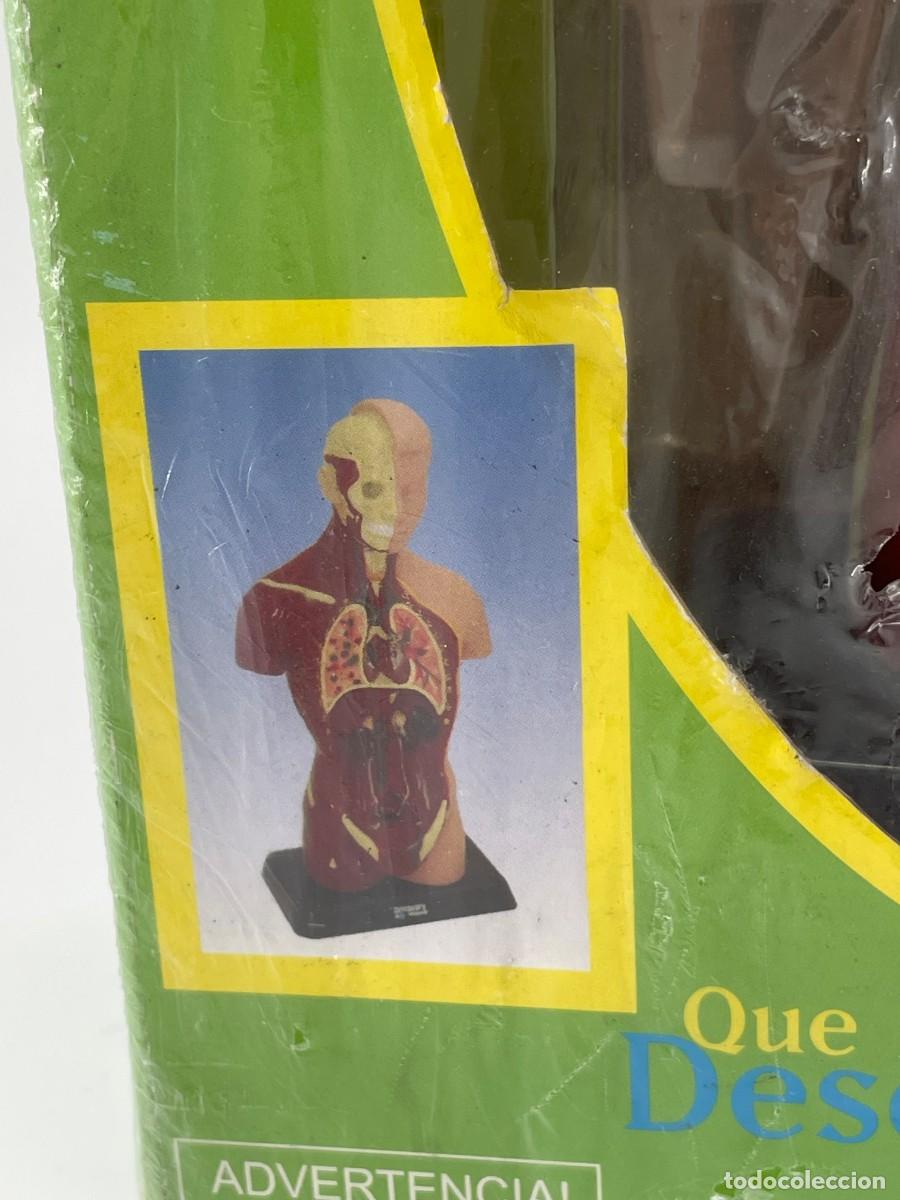 Antig&uuml;edades: Modelo anatomico.Torso humano. - Foto 4