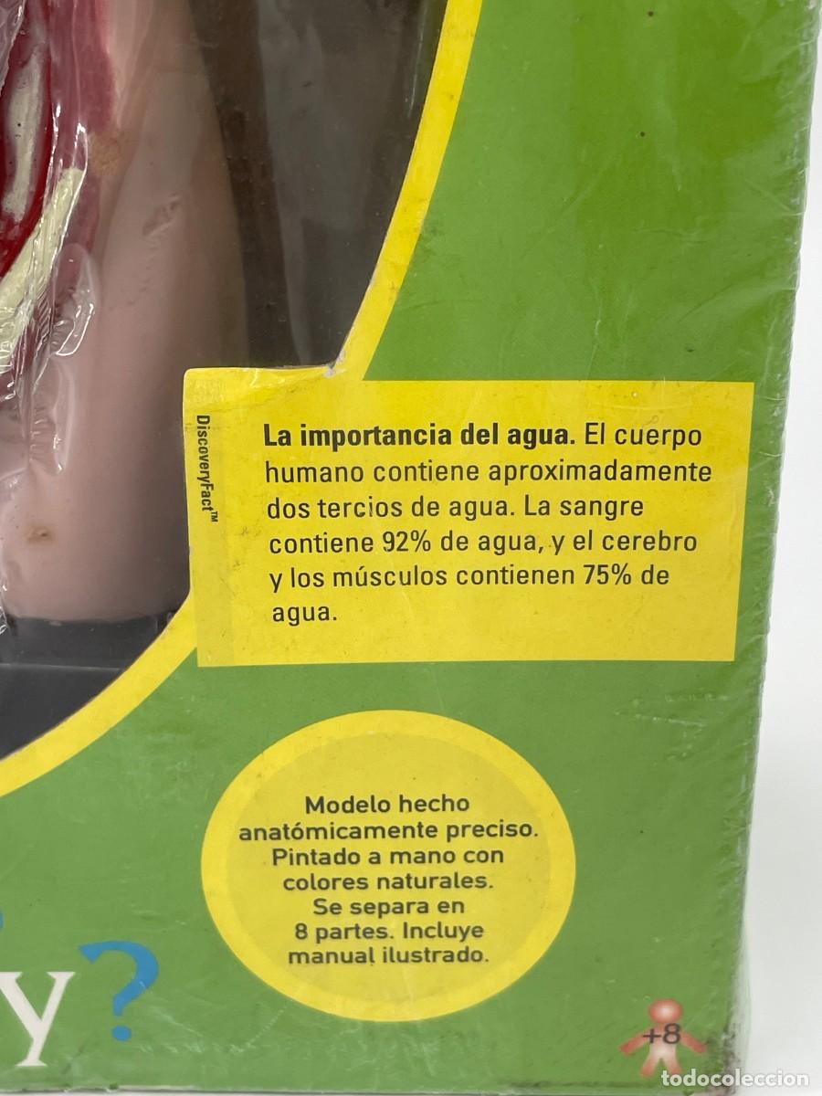 Antig&uuml;edades: Modelo anatomico.Torso humano. - Foto 5