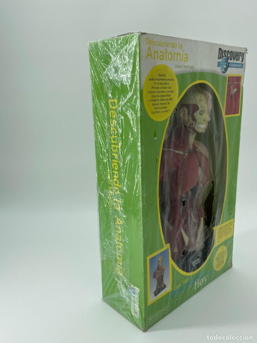 Antig&uuml;edades: Modelo anatomico.Torso humano. - Foto 7