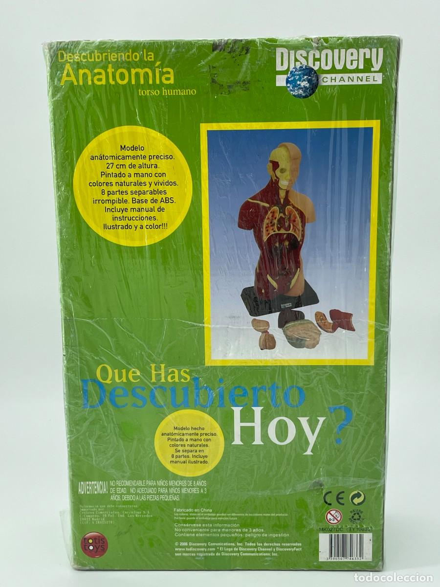 Antig&uuml;edades: Modelo anatomico.Torso humano. - Foto 8
