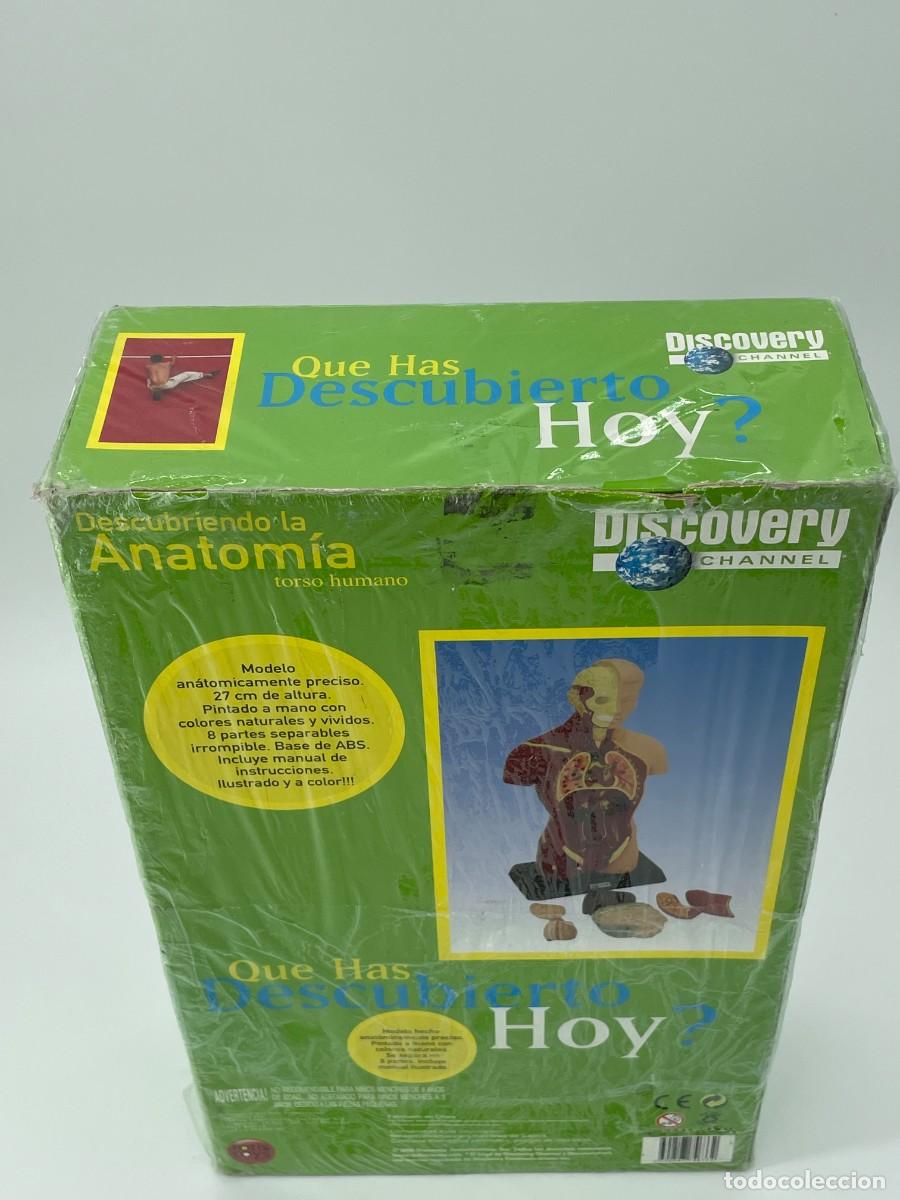 Antig&uuml;edades: Modelo anatomico.Torso humano. - Foto 9