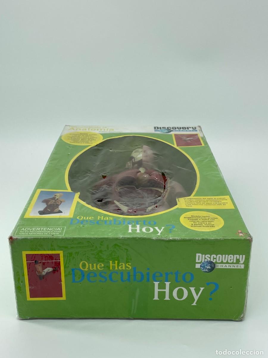 Antig&uuml;edades: Modelo anatomico.Torso humano. - Foto 11