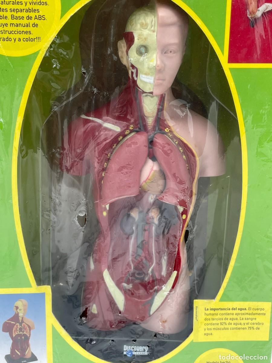 Antig&uuml;edades: Modelo anatomico.Torso humano. - Foto 15