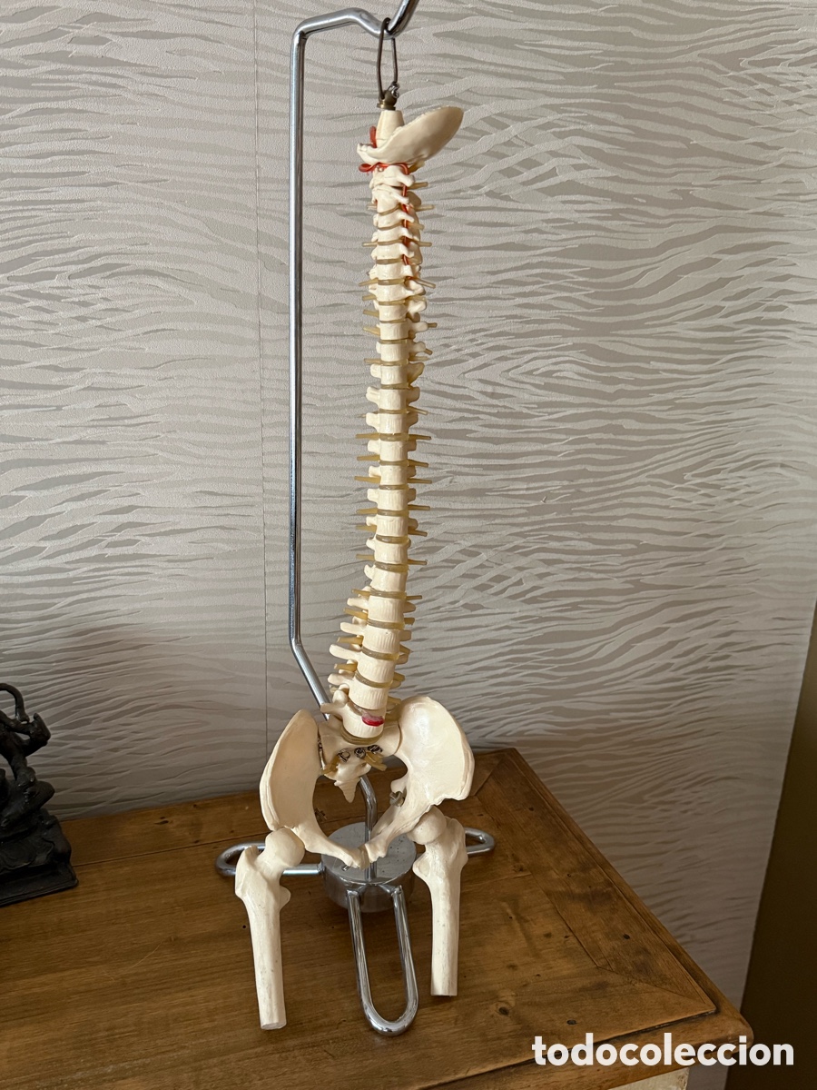 Antig&uuml;edades: PR&Oacute;TESIS M&Eacute;DICA para ESTUDIO COLUMNA VERTEBRAL. CON SOPORTE 54 cm