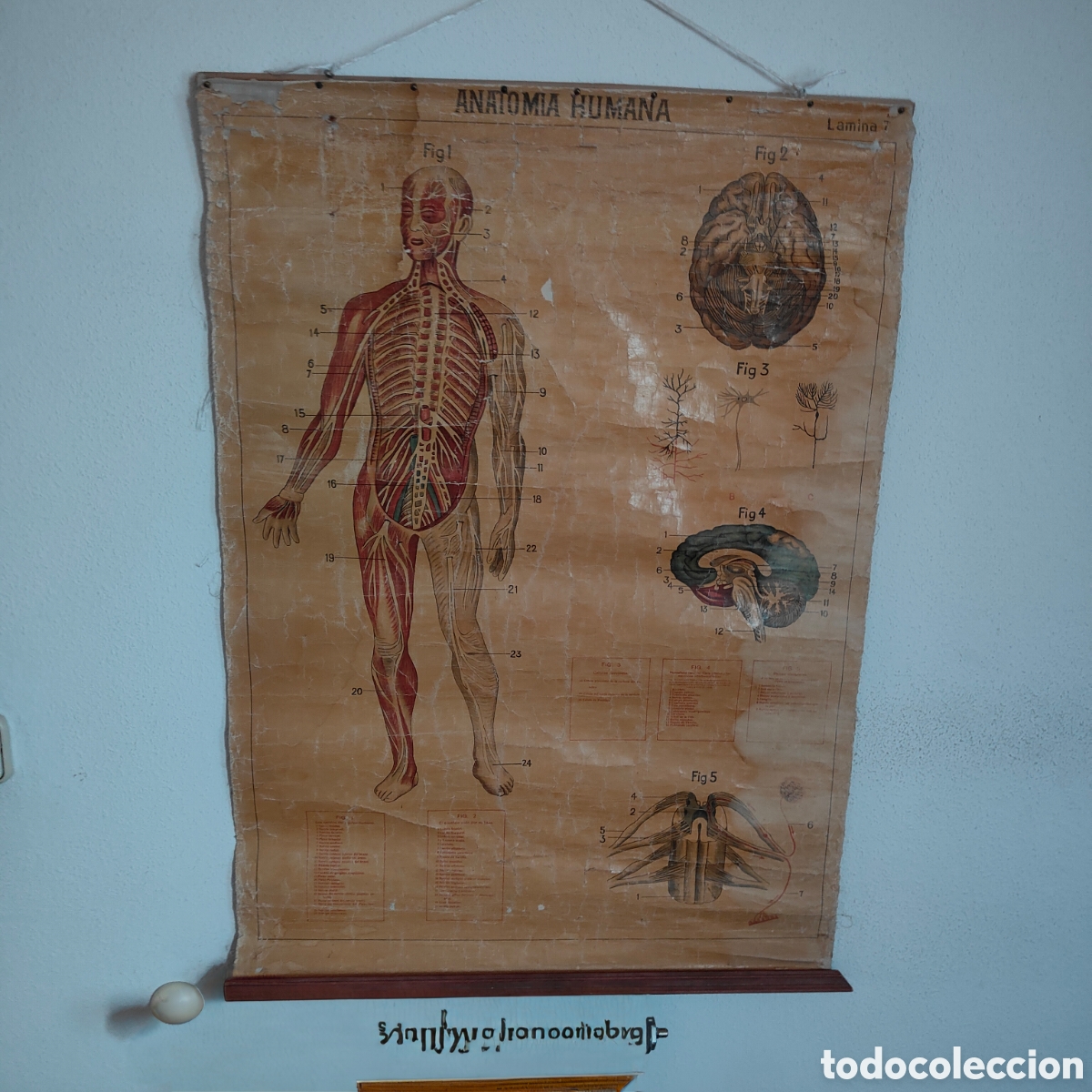 Antiguidades: 6 l&aacute;minas antiguas de anatom&iacute;a humana