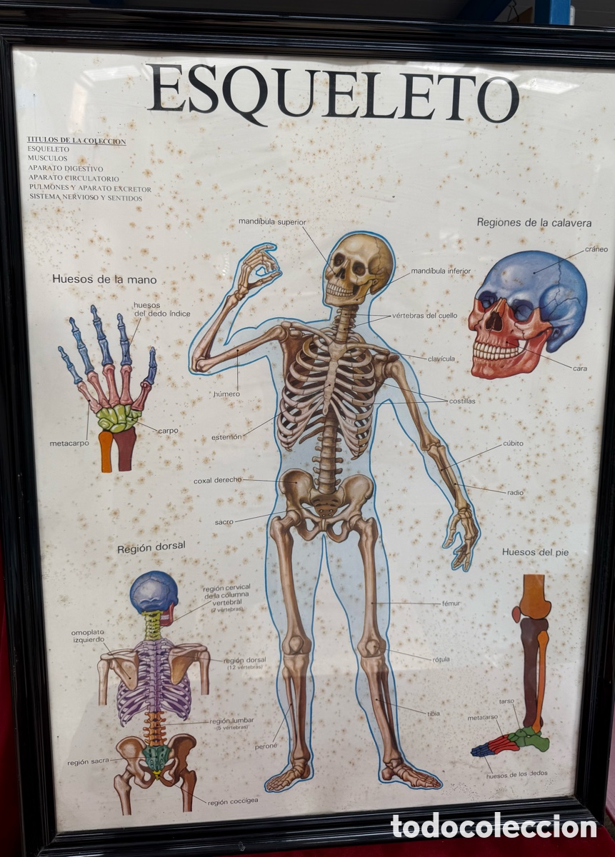 Antig&uuml;edades: Antiguo cartel-lamina educativa Escolar!El Esqueleto!