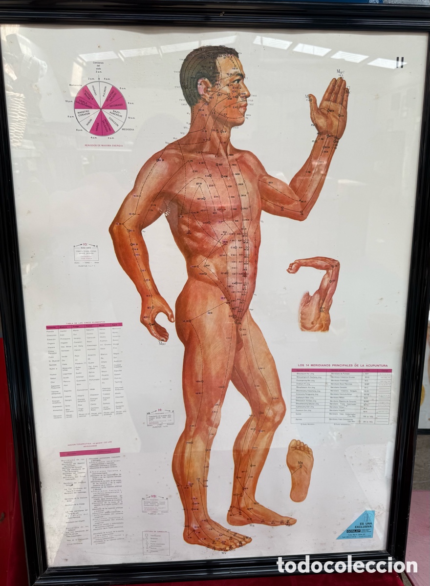 Antig&uuml;edades: Antiguo cartel-lamina escolar,Gonlay,Anatomia humana!