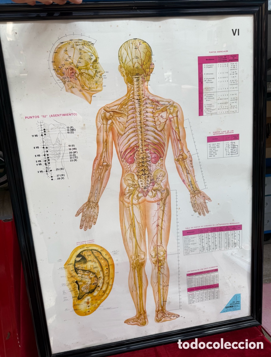 Antig&uuml;edades: Antiguo cartel-lamina,anatomia humana,Gonlay,escolar