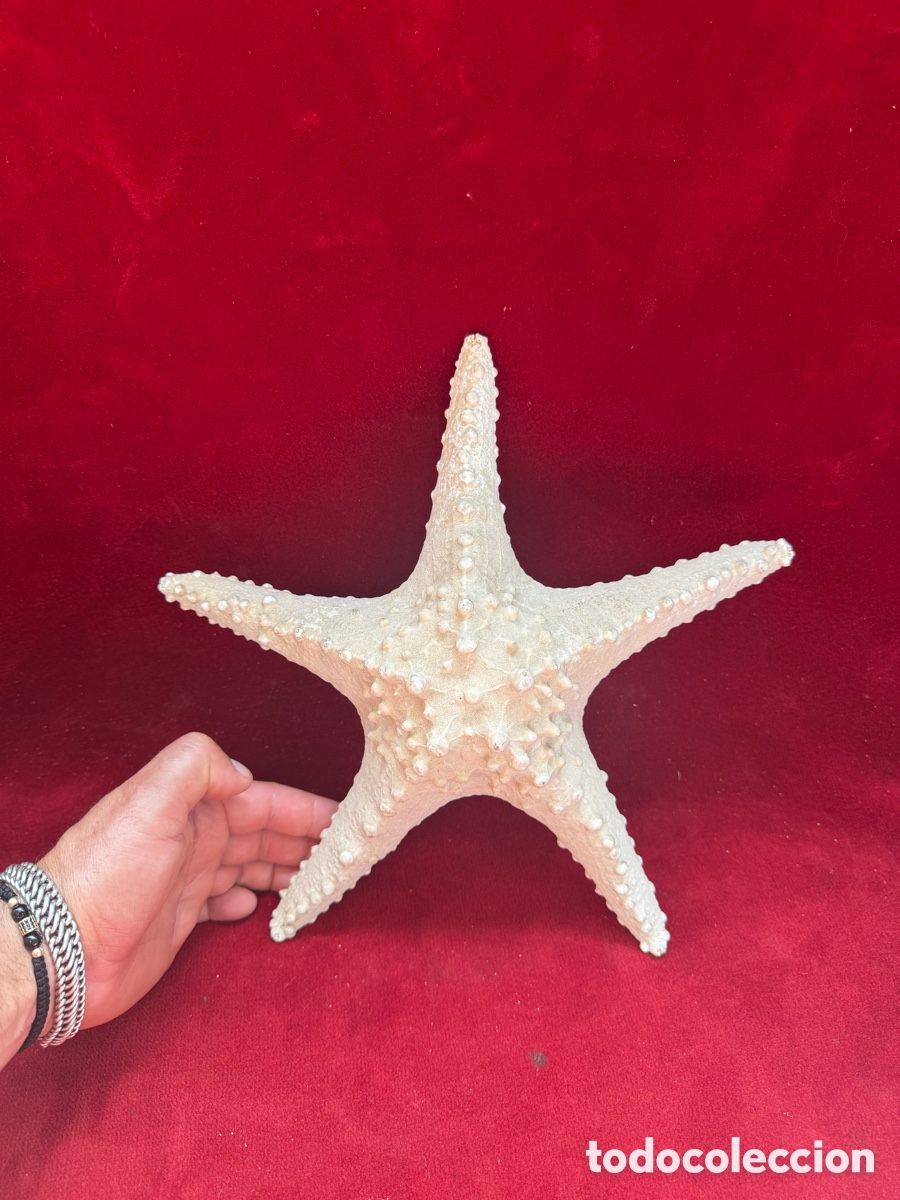 Oggetti Antichi: Antigua y preciosa estrella de mar!