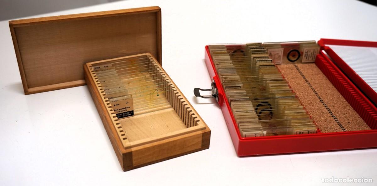 Antig&uuml;edades: MICROSCOPIO. COLECCI&Oacute;N DE 70 PREPARACIONES MICROSC&Oacute;PICAS VINTAGE PROFESIONALES. MICROSCOPE SLIDES