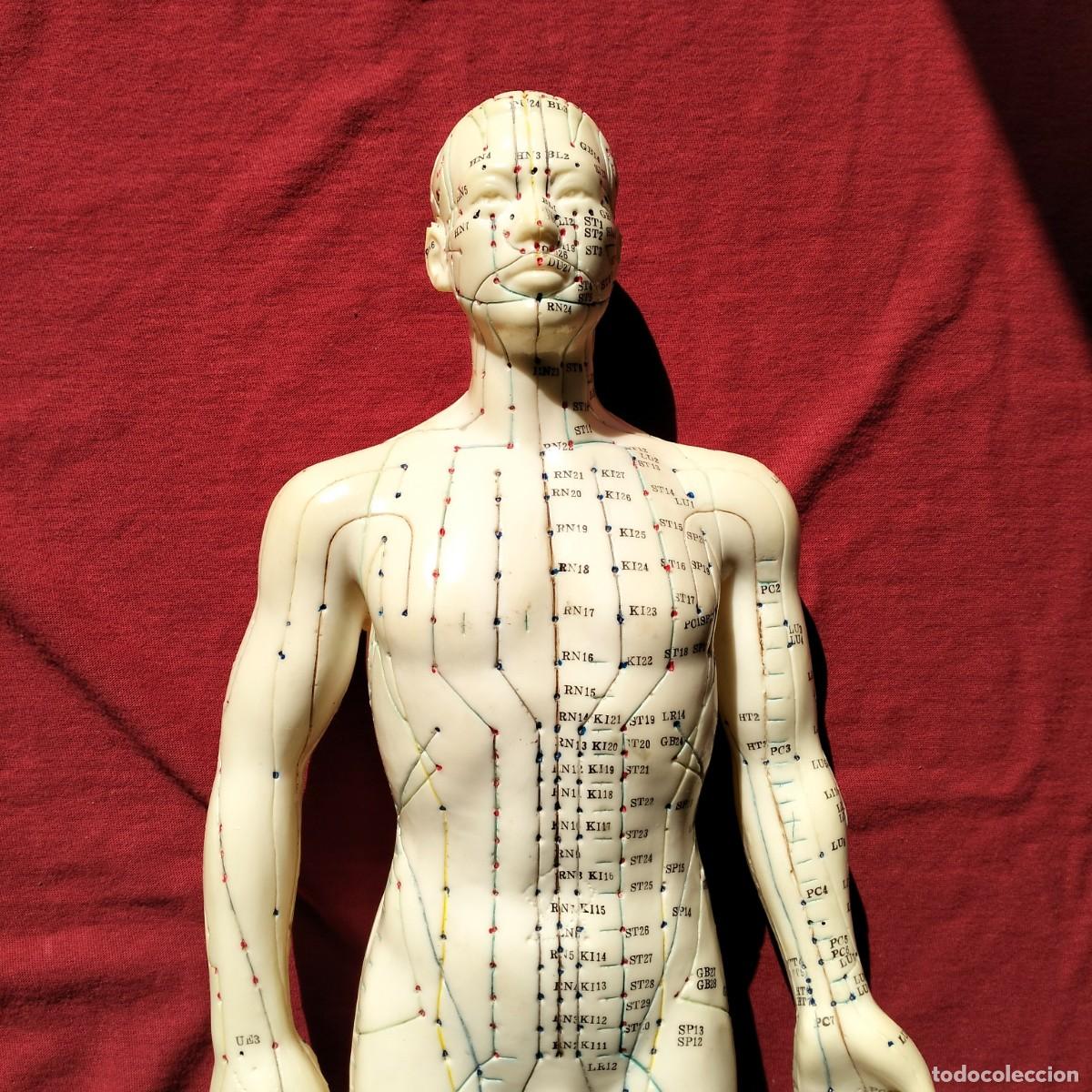 Oggetti Antichi: ACUPUNTURA ,ANTIGUO MU&Ntilde;ECO CON PEANA. PROFESIONAL.50 CM ALTURA