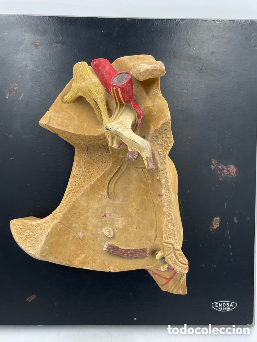 Antig&uuml;edades: Antiguo modelo anat&oacute;mico escolar. Enosa. - Foto 7