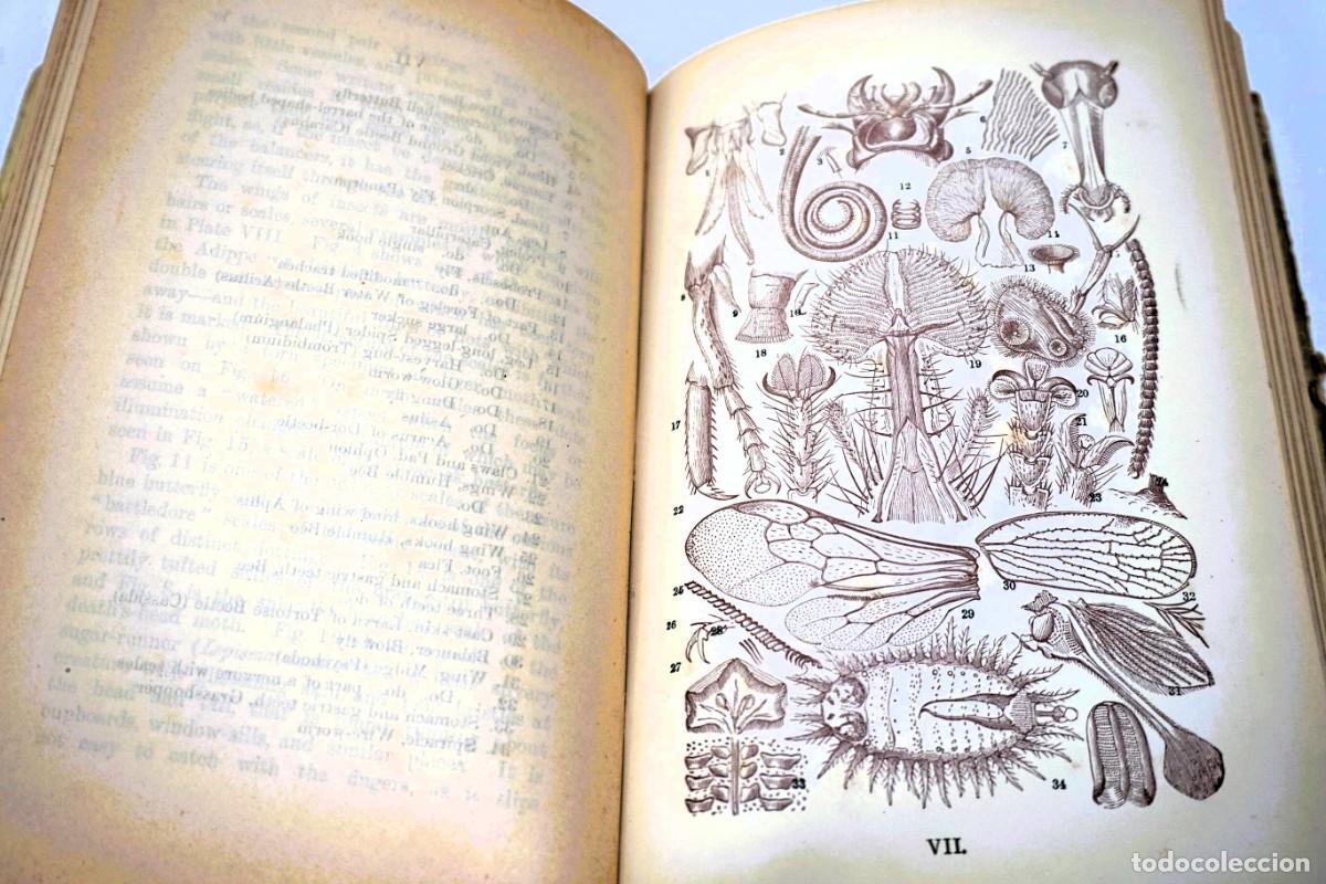 Antig&uuml;edades: MICROSCOPIO. LIBRO ANTIGUO &ldquo;Common Objects of the Microscope&rdquo; 1.902 - Foto 7