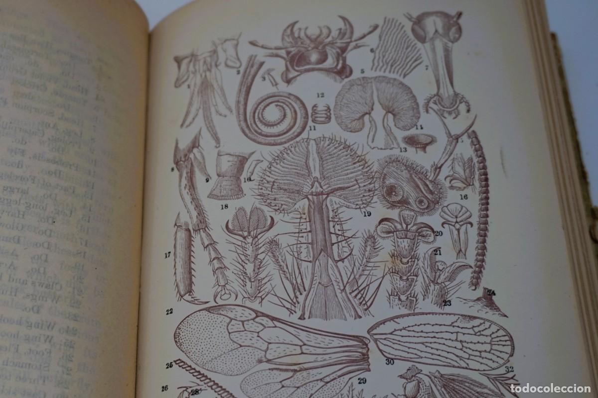 Antig&uuml;edades: MICROSCOPIO. LIBRO ANTIGUO &ldquo;Common Objects of the Microscope&rdquo; 1.902 - Foto 8