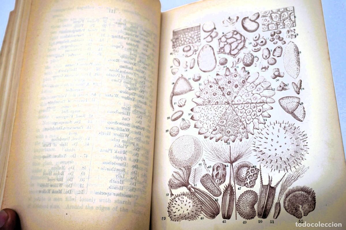 Antig&uuml;edades: MICROSCOPIO. LIBRO ANTIGUO &ldquo;Common Objects of the Microscope&rdquo; 1.902 - Foto 9