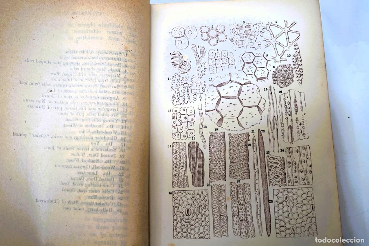 Antig&uuml;edades: MICROSCOPIO. LIBRO ANTIGUO &ldquo;Common Objects of the Microscope&rdquo; 1.902 - Foto 10