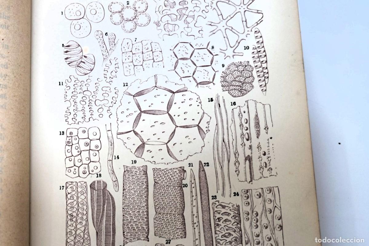 Antig&uuml;edades: MICROSCOPIO. LIBRO ANTIGUO &ldquo;Common Objects of the Microscope&rdquo; 1.902 - Foto 11