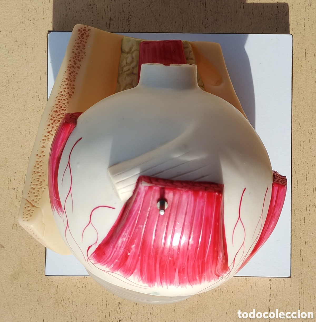 Antig&uuml;edades: Sogeresa Modelo Anat&oacute;mico Ojo Gl&oacute;bulo Ocular Material Did&aacute;ctico y Cient&iacute;fico - Foto 5