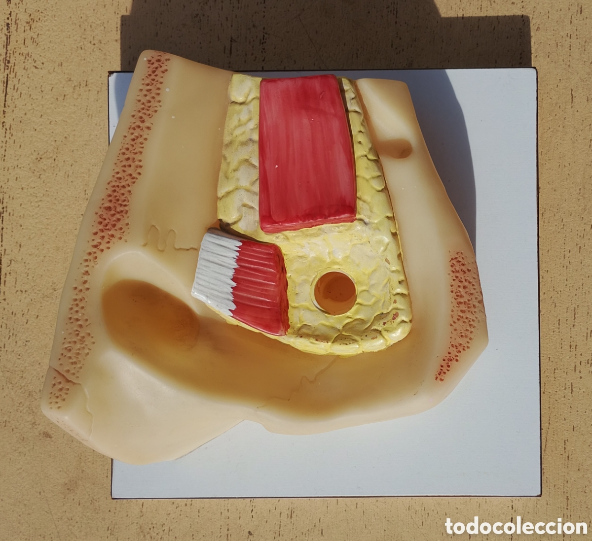 Antig&uuml;edades: Sogeresa Modelo Anat&oacute;mico Ojo Gl&oacute;bulo Ocular Material Did&aacute;ctico y Cient&iacute;fico - Foto 6