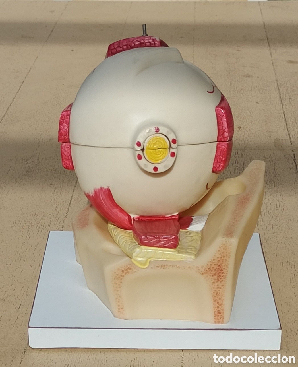 Antig&uuml;edades: Sogeresa Modelo Anat&oacute;mico Ojo Gl&oacute;bulo Ocular Material Did&aacute;ctico y Cient&iacute;fico - Foto 17
