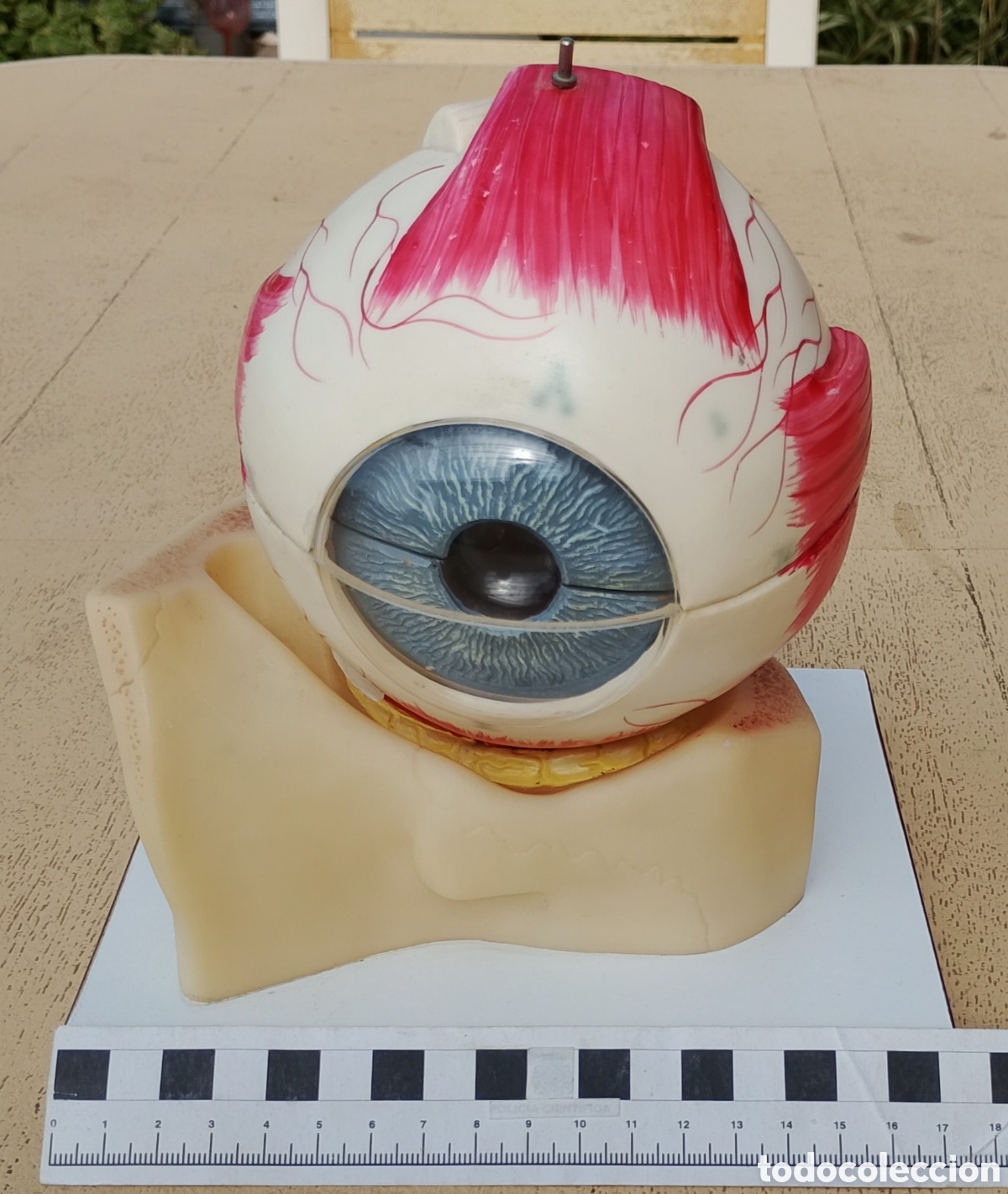 Antig&uuml;edades: Sogeresa Modelo Anat&oacute;mico Ojo Gl&oacute;bulo Ocular Material Did&aacute;ctico y Cient&iacute;fico - Foto 19