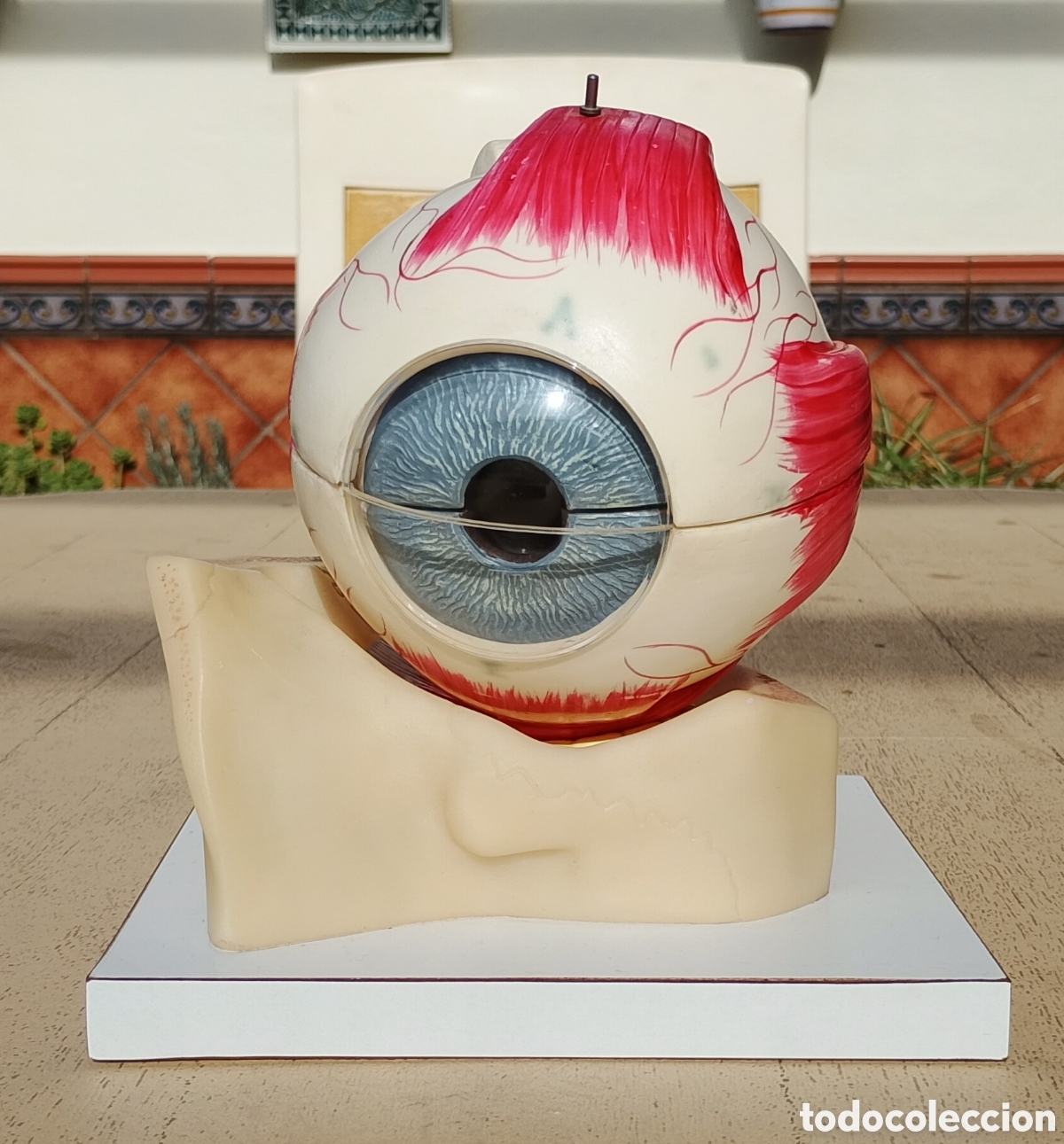 Antiguidades: Sogeresa Modelo Anat&oacute;mico Ojo Gl&oacute;bulo Ocular Material Did&aacute;ctico y Cient&iacute;fico