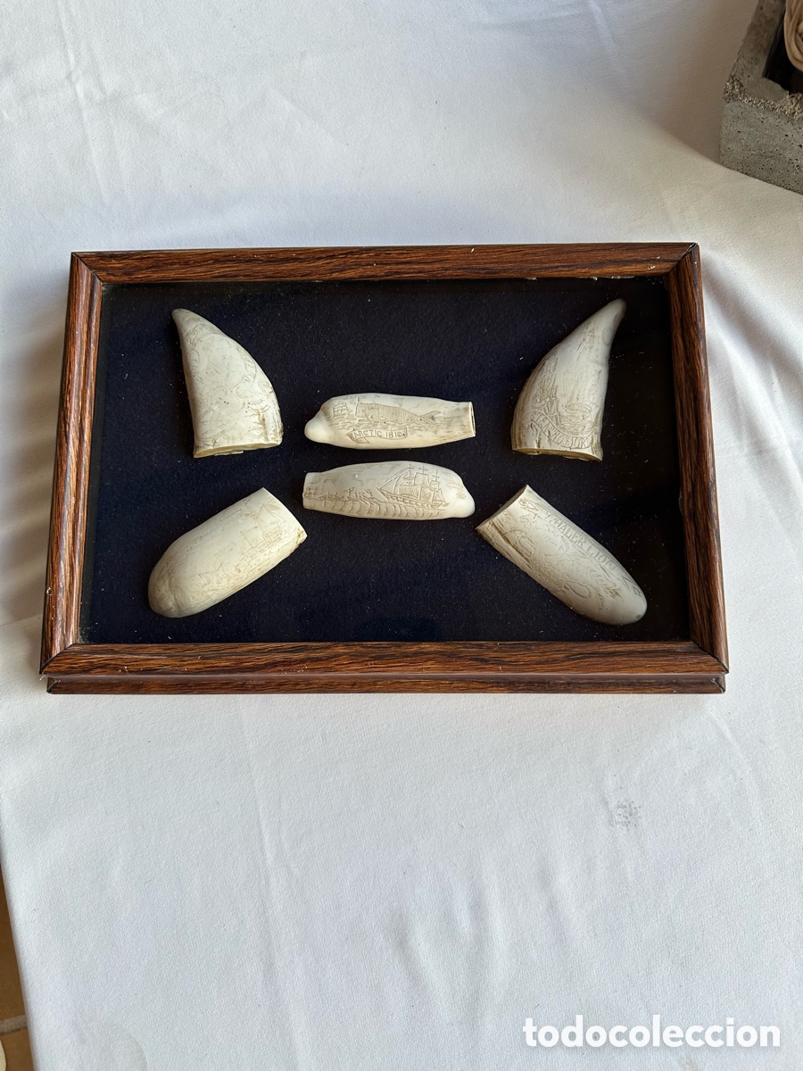 Antig&uuml;edades: Colecci&oacute;n diferentes r&eacute;plicas dientes cachalote. - Foto 3