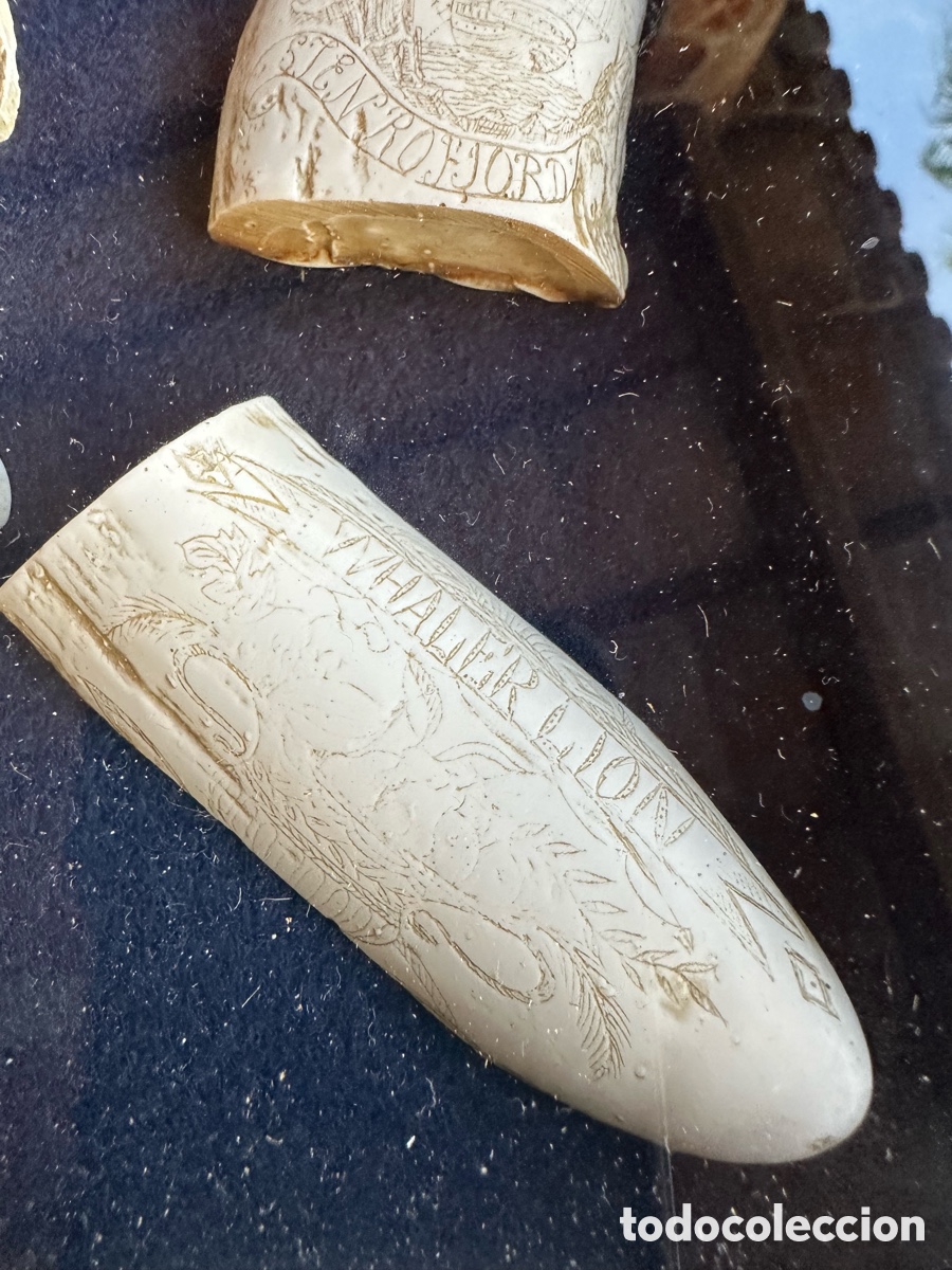 Antig&uuml;edades: Colecci&oacute;n diferentes r&eacute;plicas dientes cachalote. - Foto 9