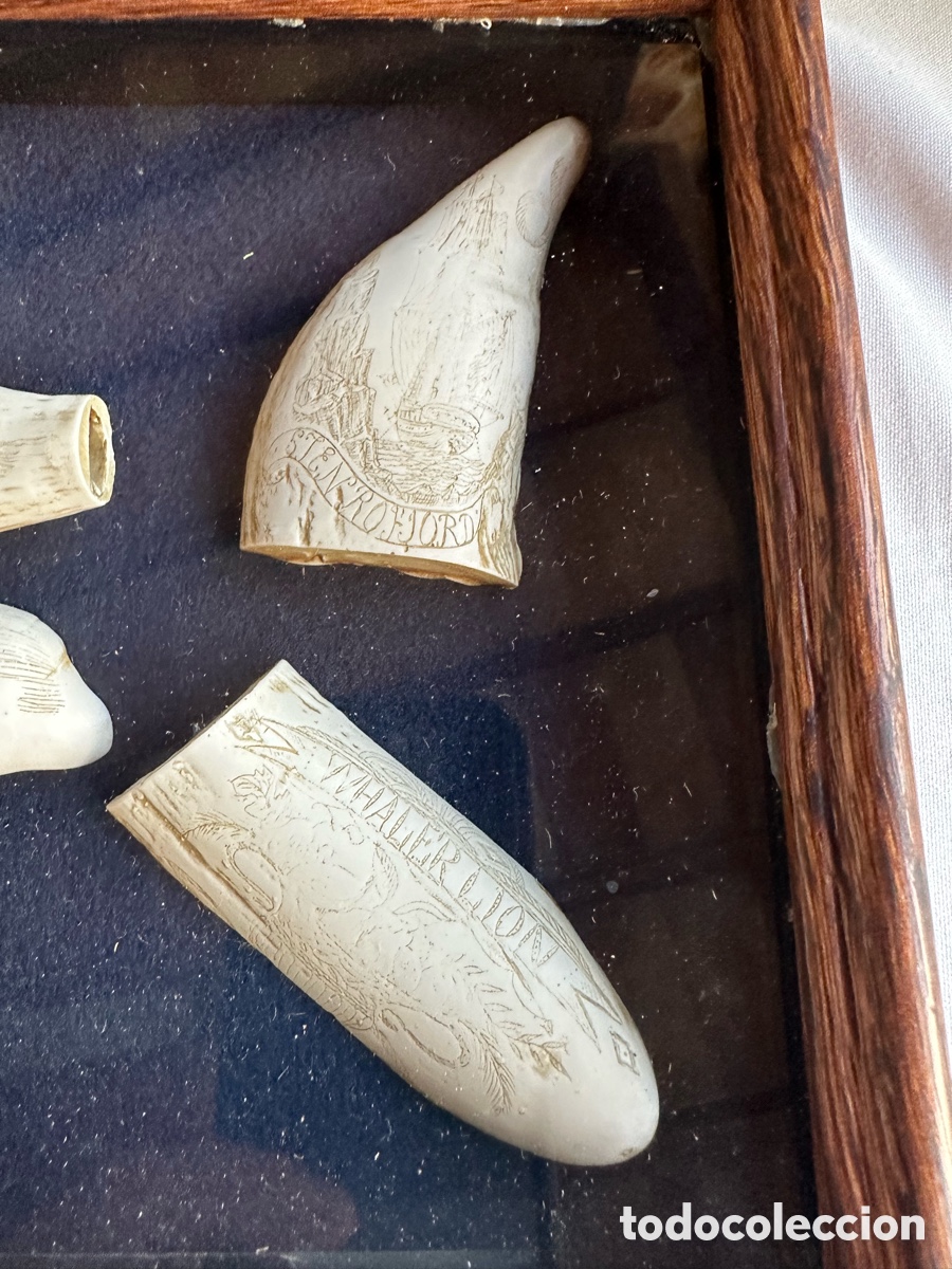 Antig&uuml;edades: Colecci&oacute;n diferentes r&eacute;plicas dientes cachalote. - Foto 10