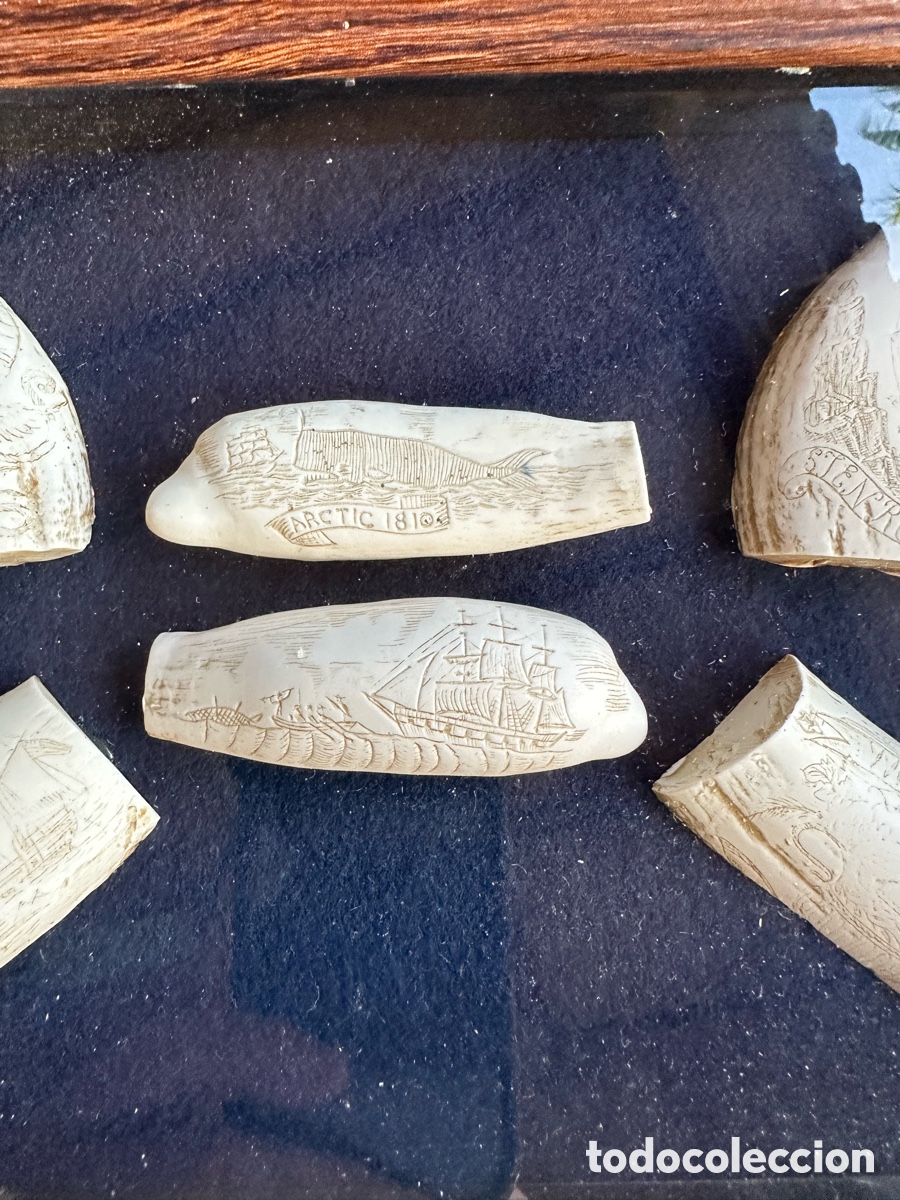 Antig&uuml;edades: Colecci&oacute;n diferentes r&eacute;plicas dientes cachalote. - Foto 11