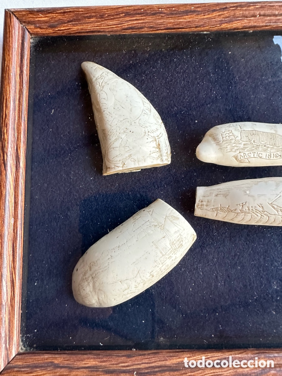 Antig&uuml;edades: Colecci&oacute;n diferentes r&eacute;plicas dientes cachalote. - Foto 12