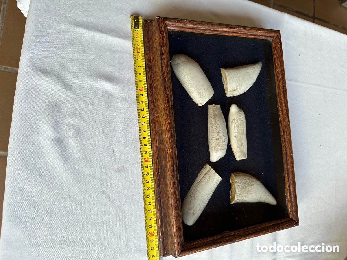 Antig&uuml;edades: Colecci&oacute;n diferentes r&eacute;plicas dientes cachalote. - Foto 16