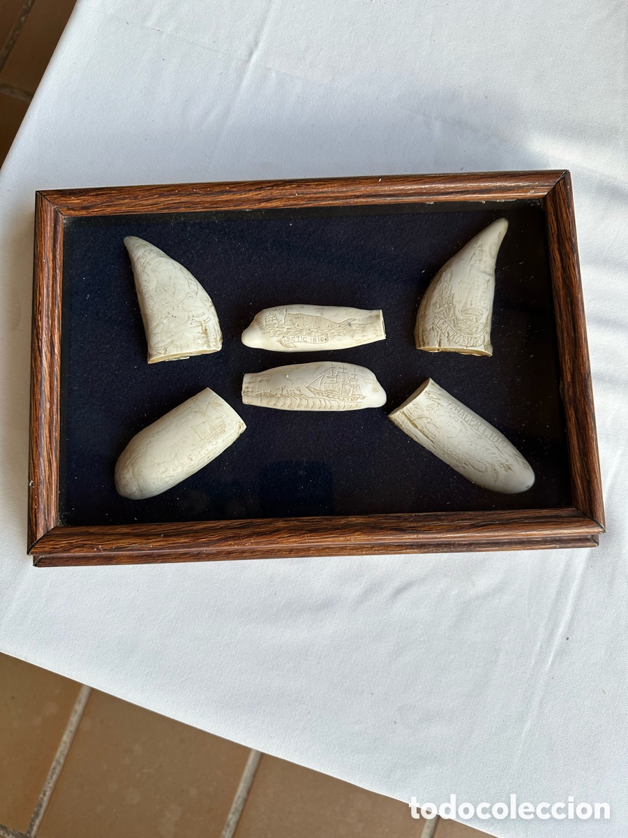 Antig&uuml;edades: Colecci&oacute;n diferentes r&eacute;plicas dientes cachalote. - Foto 17