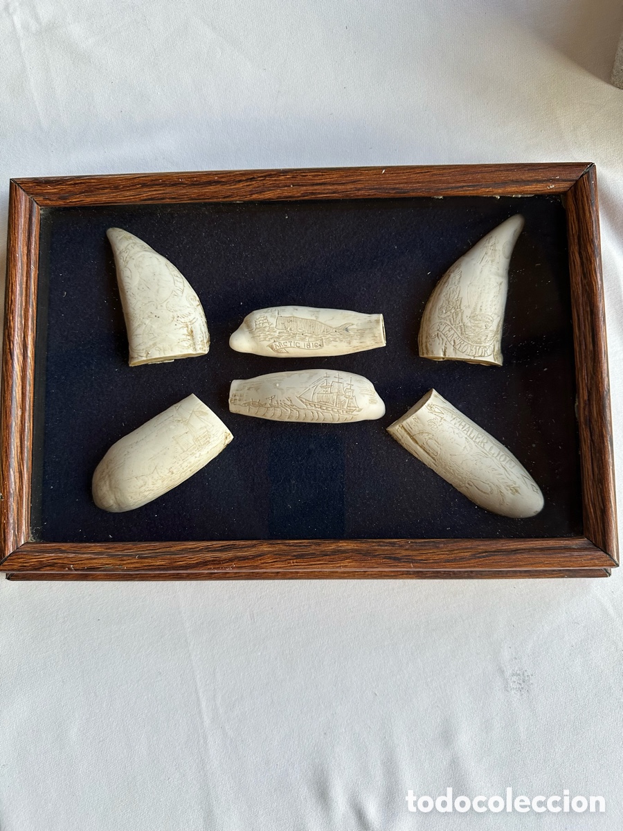 Antig&uuml;edades: Colecci&oacute;n diferentes r&eacute;plicas dientes cachalote. - Foto 1