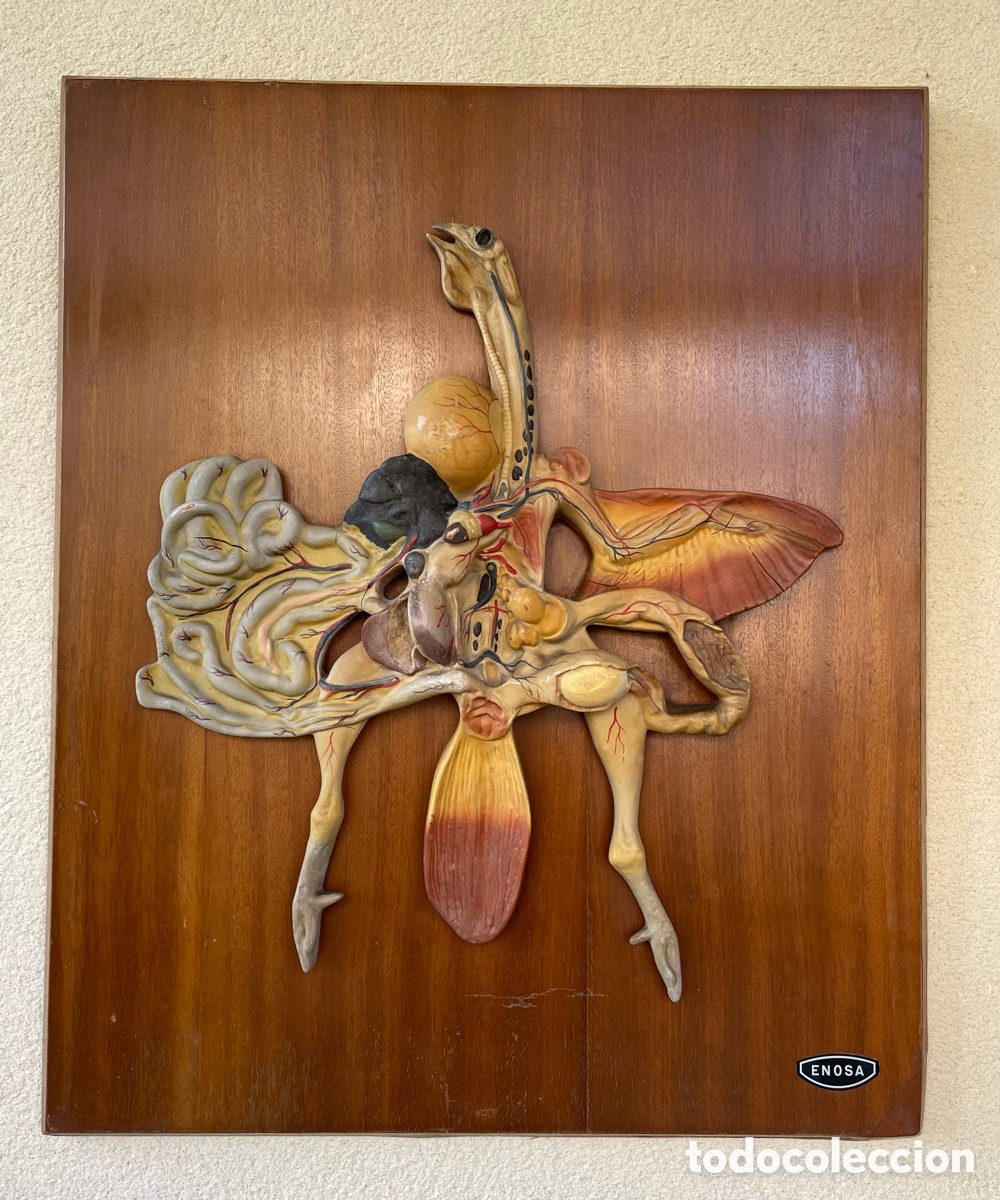 Antiques: Antiguo modelo anat&oacute;mico laboratorio escolar. Gallina diseccionada. Enosa.