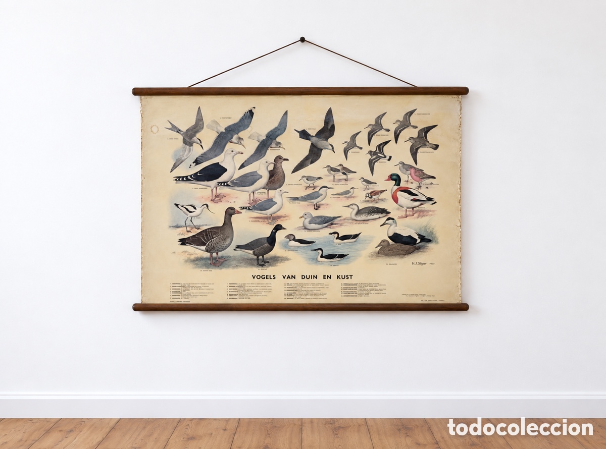 Oggetti Antichi: Mapa mural de zoolog&iacute;a&ldquo;aves de dunas y costas&rdquo;by H.J.Slijper para N.V.W.J Thieme&C&iacute;e Holanda 1959