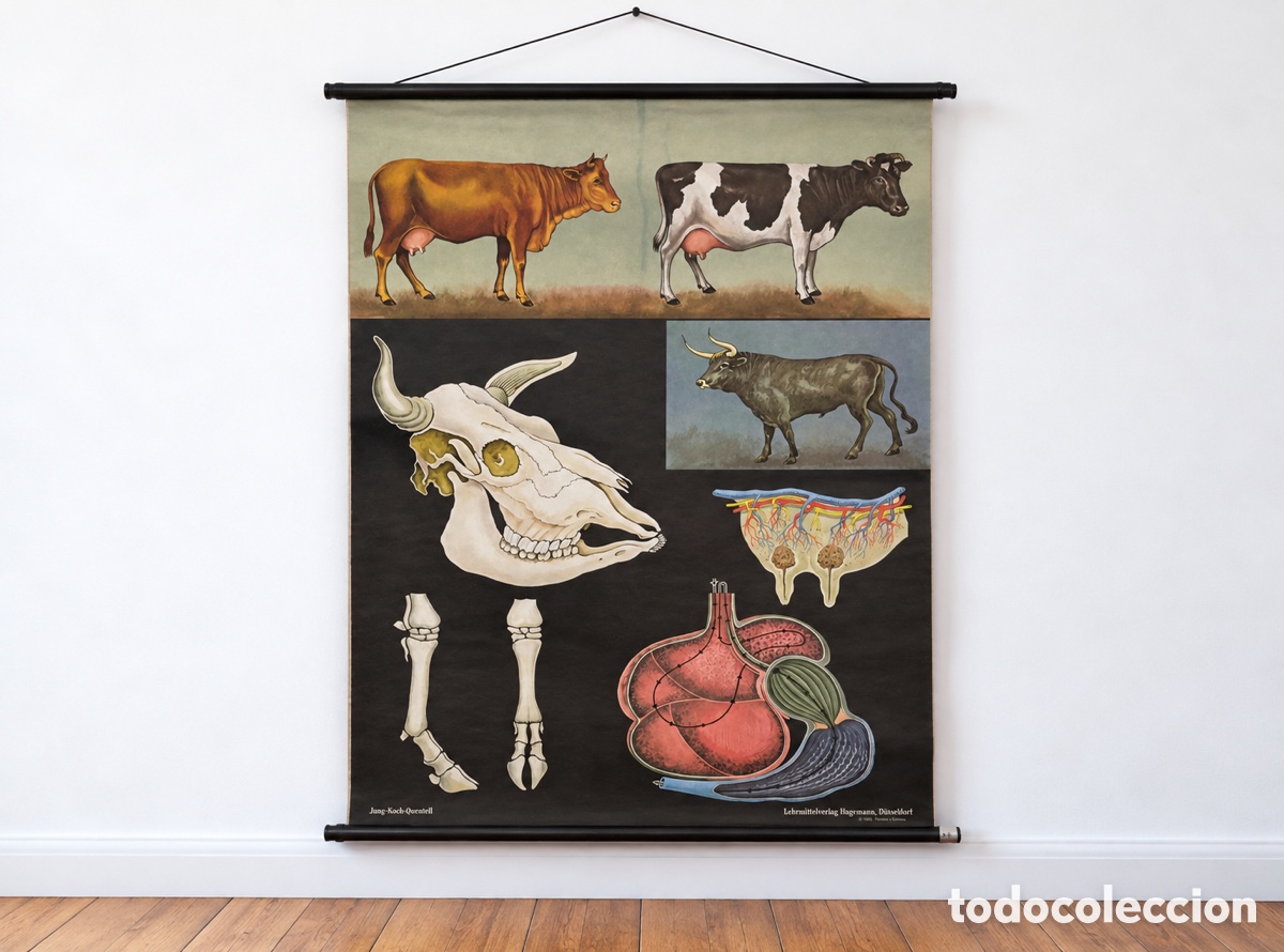 Oggetti Antichi: Mapa mural de escuela &rdquo; Anatom&iacute;a de la vaca&rdquo; Alemania 1959