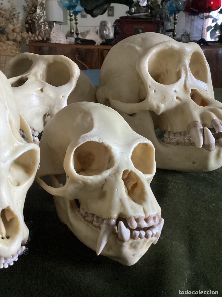 Antig&uuml;edades: LOTE 4 CR&Aacute;NEOS PRIMATES SOMSO ORIGINALES. CHIMPANC&Eacute; M/H, SIAMANG, MONO AULLADOR. IMPECABLES